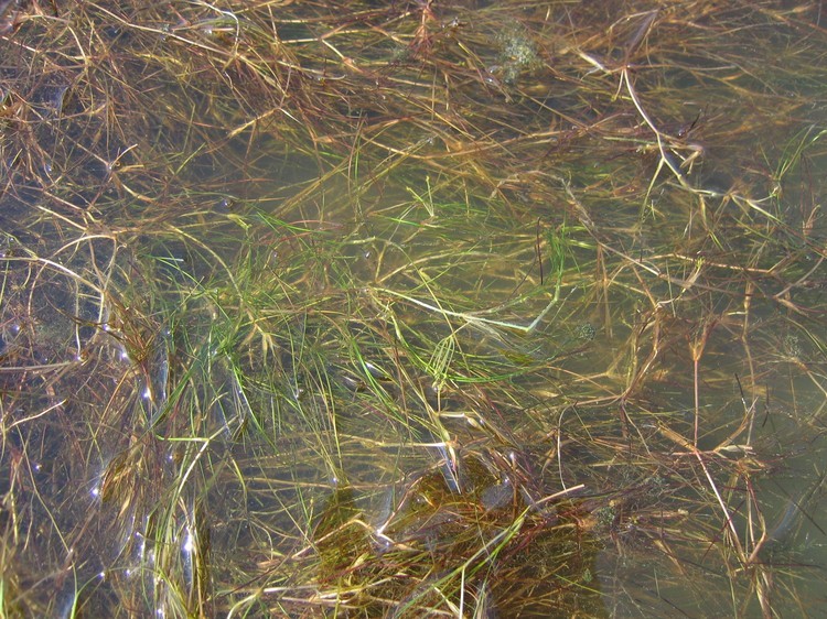 Ruppia maritima